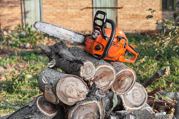 Best Tree Removal Cost  in Joseph, OR